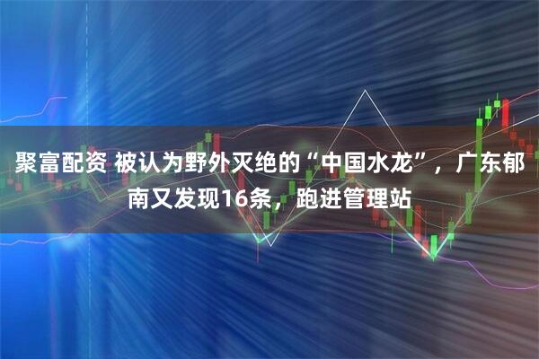 聚富配资 被认为野外灭绝的“中国水龙”，广东郁南又发现16条，跑进管理站