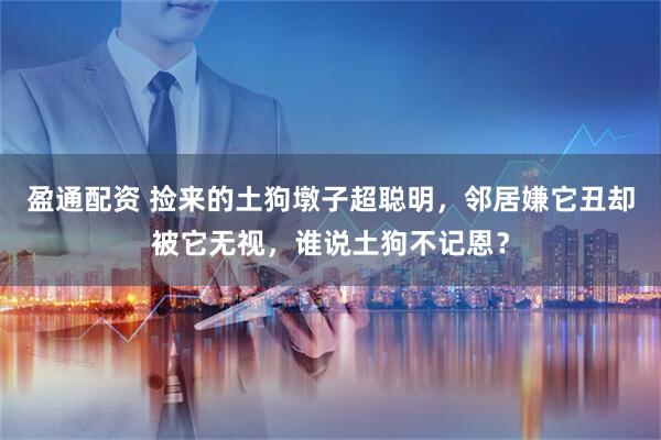 盈通配资 捡来的土狗墩子超聪明，邻居嫌它丑却被它无视，谁说土狗不记恩？