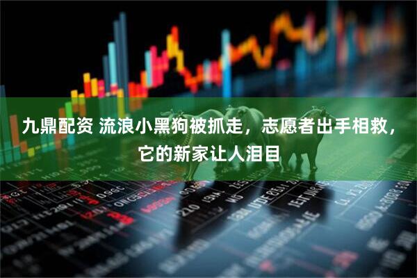 九鼎配资 流浪小黑狗被抓走，志愿者出手相救，它的新家让人泪目