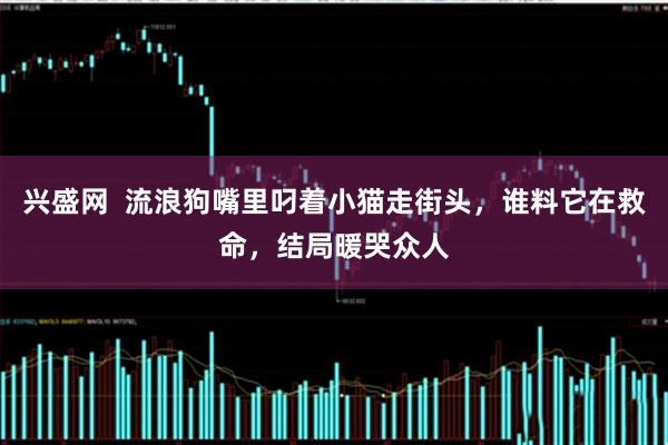 兴盛网  流浪狗嘴里叼着小猫走街头，谁料它在救命，结局暖哭众人